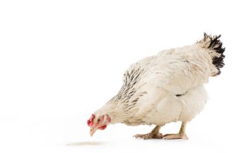 Döglött csirkével álmodni mit jelent - Álomfejtés