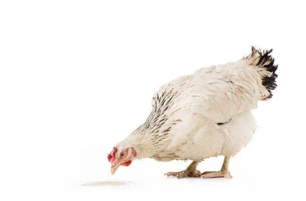 Döglött csirkével álmodni mit jelent - Álomfejtés