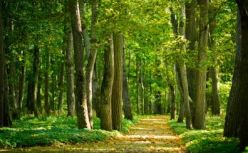 Erdővel álmodni mit jelent?
