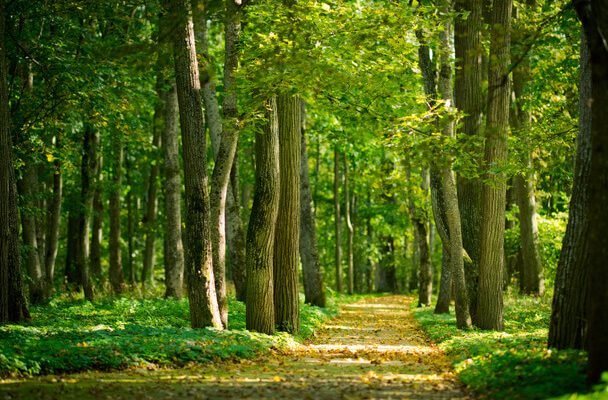 Erdővel álmodni mit jelent?