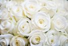 Fehér rózsáról álmodni mit jelent - Álomfejtés