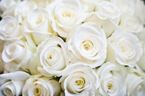 Fehér rózsáról álmodni mit jelent - Álomfejtés