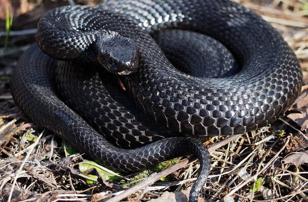 Fekete kígyóval álmodni mit jelent - Álomfejtés