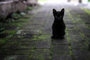 Fekete macskával álmodni, mit jelent?