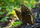 Fekete pillangóról álmodni mit jelent - Álomfejtés