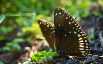 Fekete pillangóról álmodni mit jelent - Álomfejtés