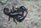 Fekete skorpióval álmodni mit jelent - Álomfejtés