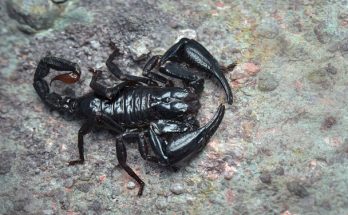 Fekete skorpióval álmodni mit jelent - Álomfejtés