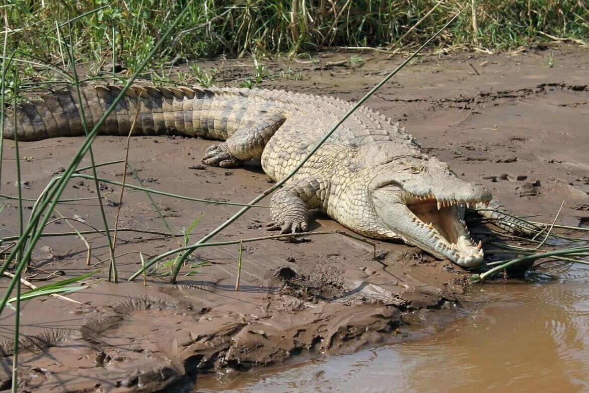 Krokodillal álmodni mit jelent?