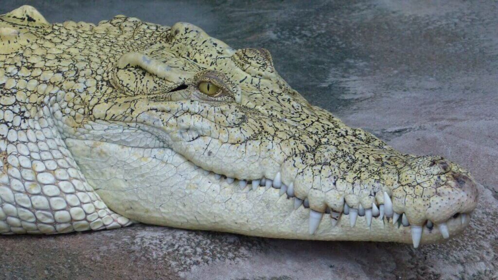 Krokodillal álmodni mit jelent?