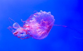 Medúzával álmodni mit jelent - Álomfejtés