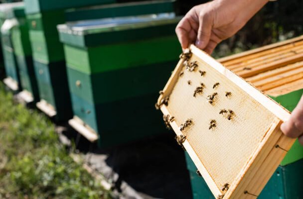 Méhcsípéssel álmodni mit jelent - Álomfejtés