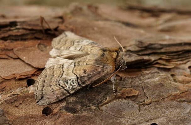 Molylepkéről álmodni mit jelent - Álomfejtés