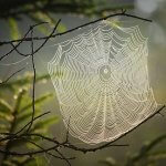 Pókháló álomban: veszélyes, ha a pók hálójába kerülünk?