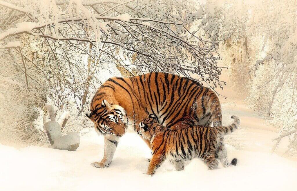 Tigrissel álmodni
