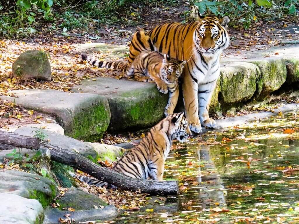 Tigrissel álmodni